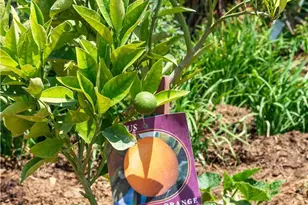 12605 Kagel Canyon Rd, Sylmar, CA 91342 - Photo 51