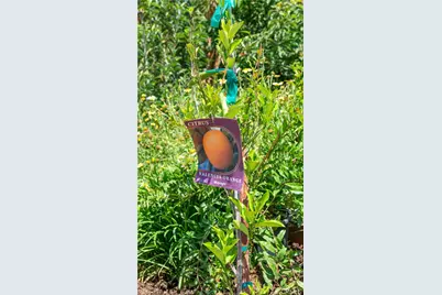 12605 Kagel Canyon Road, Sylmar, CA 91342 - Photo 49