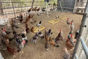 33979 Fremont Rd, Newberry Springs, CA 92365 - Photo 13