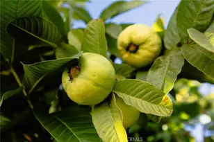 4607 Earle Ave, Rosemead, CA 91770 - Photo 17