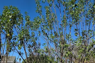 5415 Durfee Ave, El Monte, CA 91732 - Photo 15