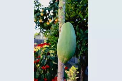 3817 Athol, Baldwin Park, CA 91706 - Photo 35