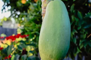 3817 Athol, Baldwin Park, CA 91706 - Photo 35