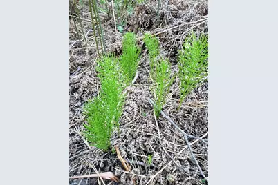 29531 Little Bear Creek Road, Cedar Glen, CA 92321 - Photo 7