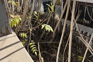 714 E Kensington Rd, Los Angeles, CA 90026 - Photo 5