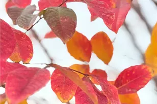 22141 Comanche, Lake Forest, CA 92630 - Photo 49