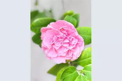 22141 Comanche, Lake Forest, CA 92630 - Photo 41