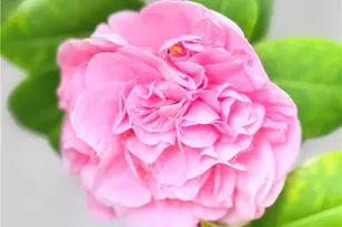 22141 Comanche, Lake Forest, CA 92630 - Photo 41