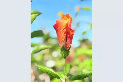 22141 Comanche, Lake Forest, CA 92630 - Photo 43