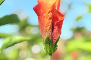 22141 Comanche, Lake Forest, CA 92630 - Photo 43