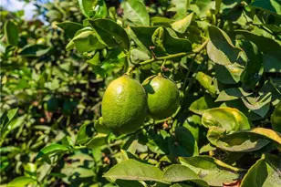 4245 Lugo Ave, Lynwood, CA 90262 - Photo 1