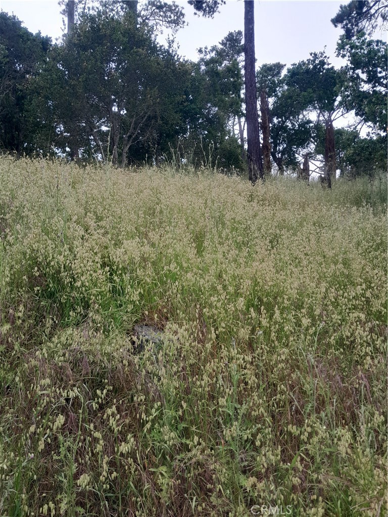 0 Pineridge Dr, Cambria, CA 93428 MLS SC23089836 Coldwell Banker