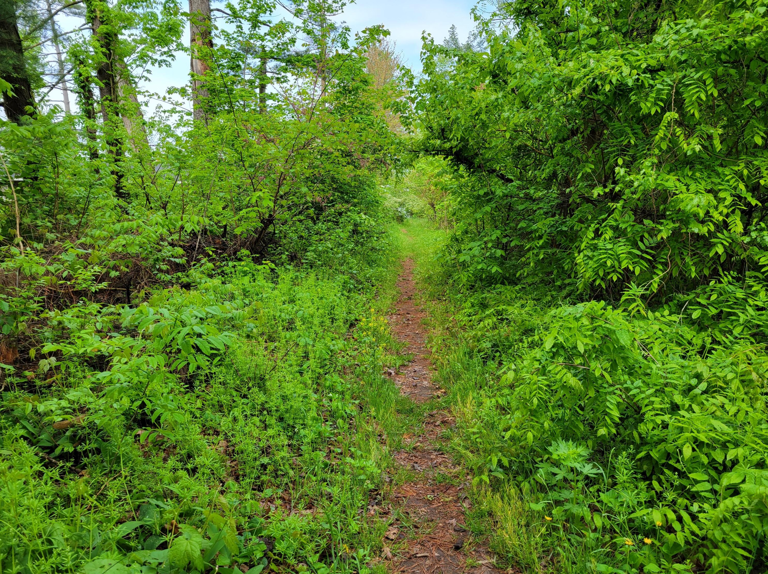 37129 Bay Ave, Paw Paw MI  49079-9310 exterior