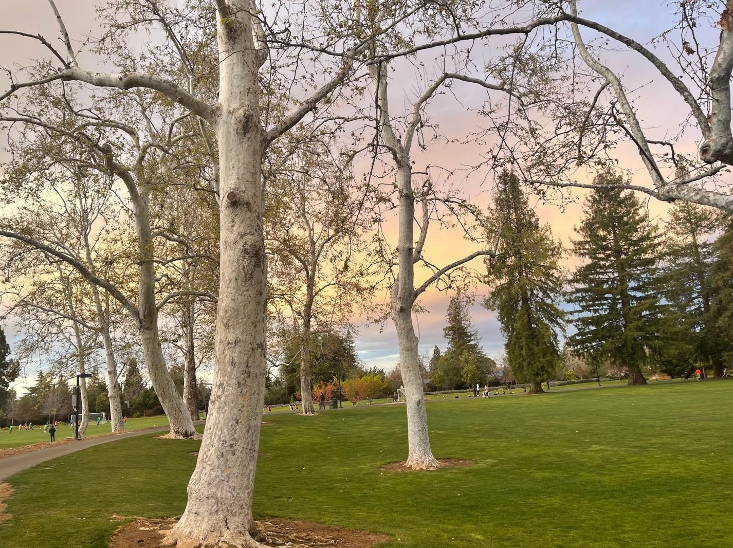 12311 Saraglen Dr, Saratoga CA  95070-3224 exterior