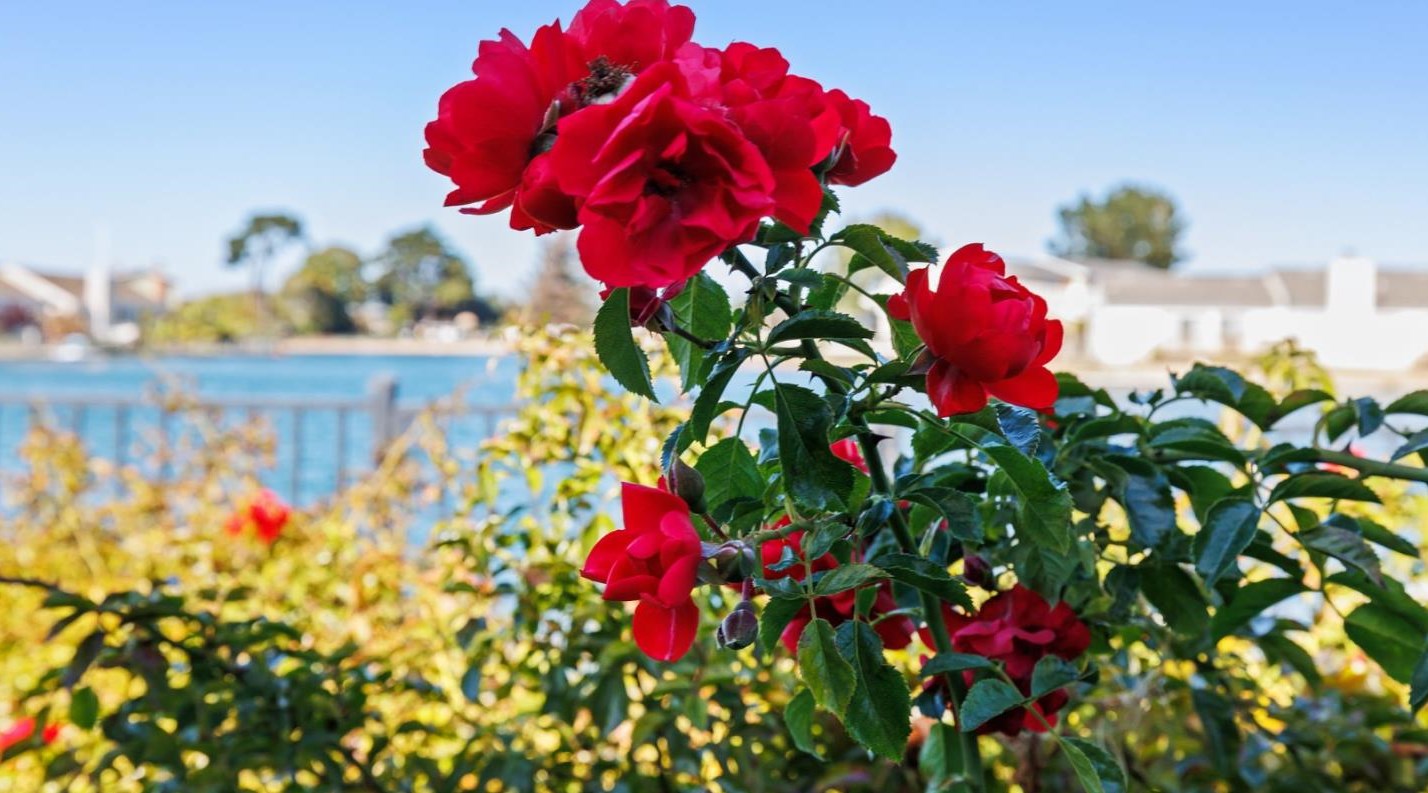 191 Flying Cloud Isle, San Mateo CA  94404-1301 exterior