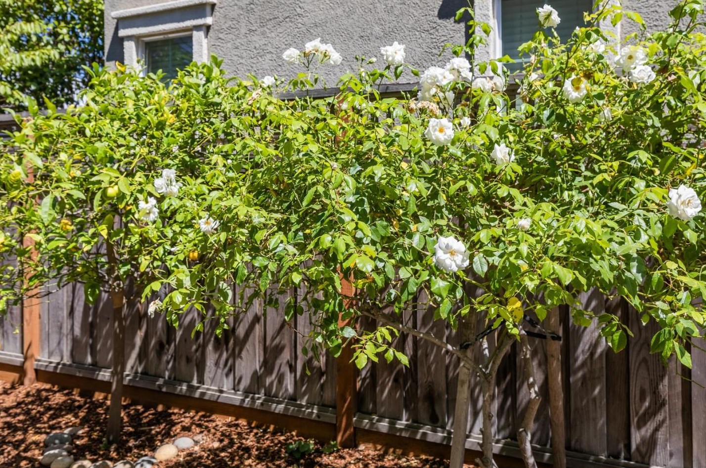 529 Sandlewood St, Menlo Park CA  94025-1379 exterior