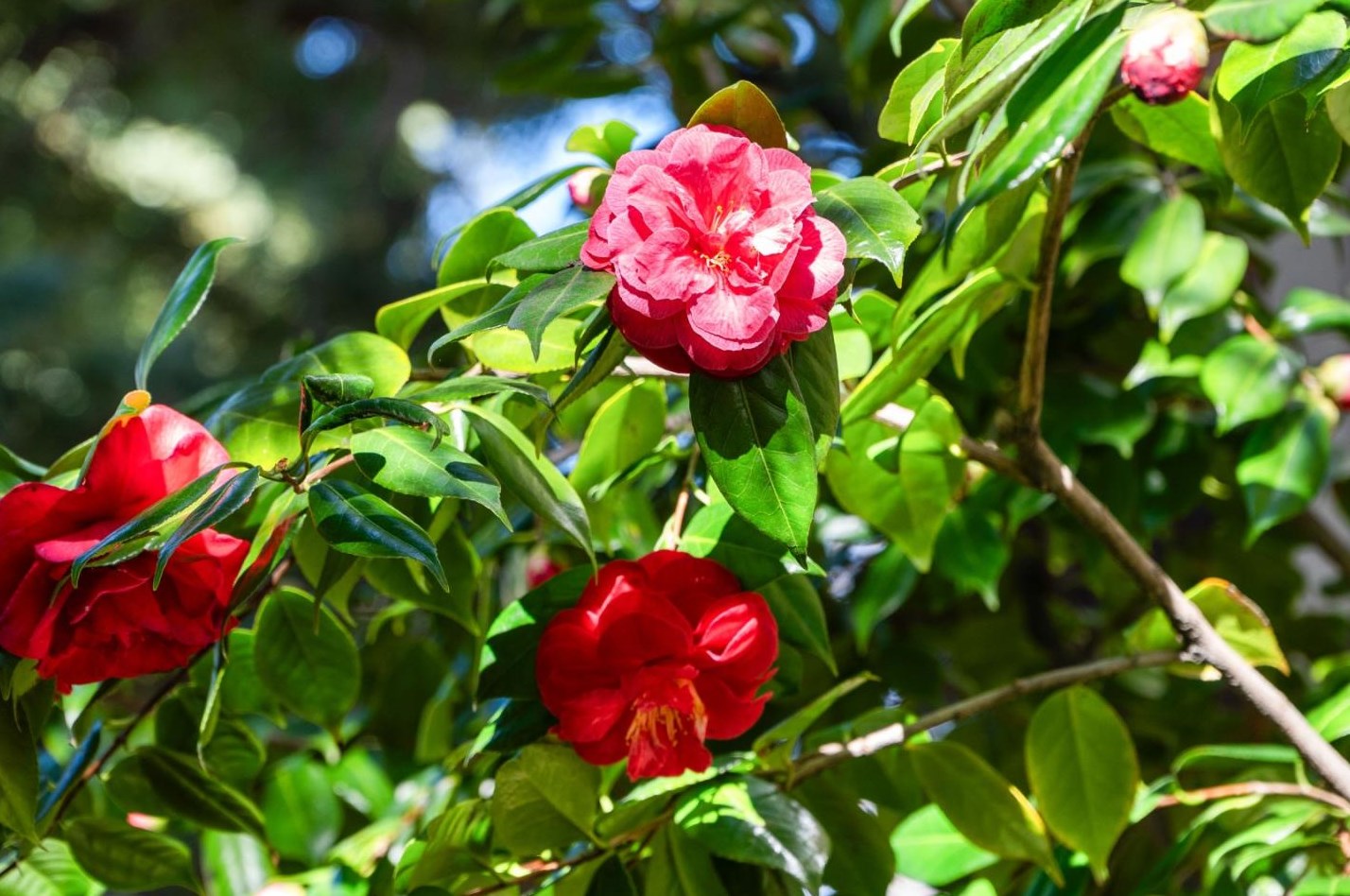 939 La Mesa Ter, Sunnyvale CA  94086-1707 exterior