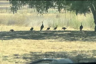 13160 Cienega Rd, Hollister, CA 95023 - Photo 17