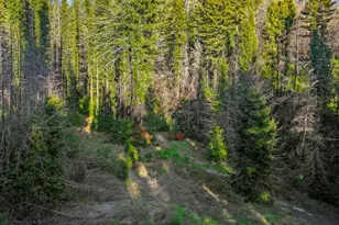 21200 Big Basin Wy, Boulder Creek, CA 95006 - Photo 35