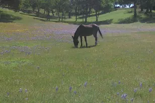 38483 Milpitas Rd, Jolon, CA 93928 - Photo 55