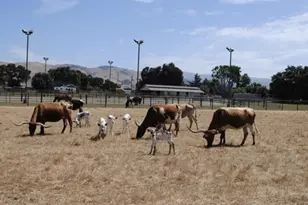 19963 Hale Ave, Morgan Hill, CA 95037 - Photo 7