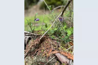 320 Timber Cove, Boulder Creek, CA 95006 - Photo 7