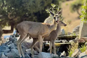 31420 Via La Naranga, Carmel Valley, CA 93924 - Photo 43