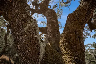 17 Sleepy Hollow Dr, Carmel Valley, CA 93924 - Photo 23