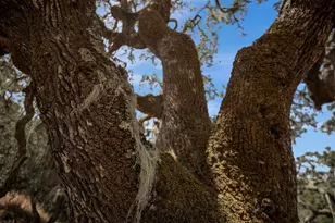 17 Sleepy Hollow Dr, Carmel Valley, CA 93924 - Photo 23