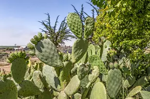 125 Springfield Rd, Moss Landing, CA 95039 - Photo 39