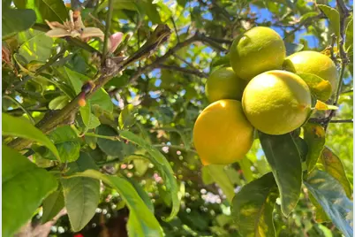 542 English Ave, Monterey, CA 93940 - Photo 11