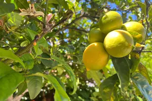 542 English Ave, Monterey, CA 93940 - Photo 11