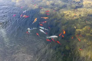 23020 Old Santa Cruz Highway, Los Gatos, CA 95033 - Photo 59