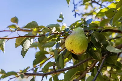 19156 Old Vineyard Rd, Los Gatos, CA 95033 - Photo 61