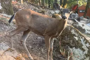 19156 Old Vineyard Rd, Los Gatos, CA 95033 - Photo 63