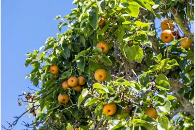 16383 Aztec Ridge Dr, Los Gatos, CA 95030 - Photo 87