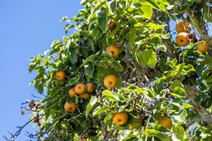 16383 Aztec Ridge Dr, Los Gatos, CA 95030 - Photo 87