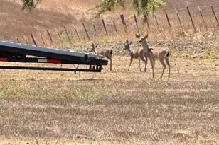 275 Nicholson Dr, Hollister, CA 95023 - Photo 77