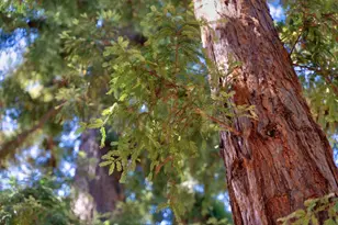 1190 Emory St, San Jose, CA 95126 - Photo 11