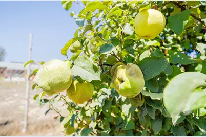 17945 Pesante Rd, Salinas, CA 93907 - Photo 49