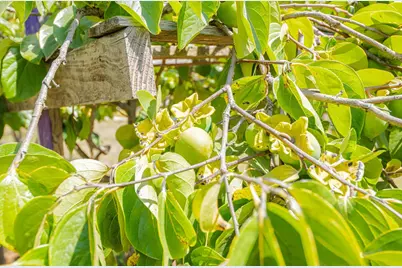 17945 Pesante Rd, Salinas, CA 93907 - Photo 49