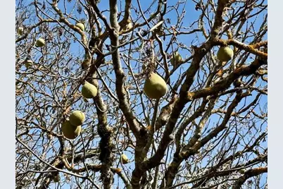 7175 Redwood Retreat Rd, Gilroy, CA 95020 - Photo 25