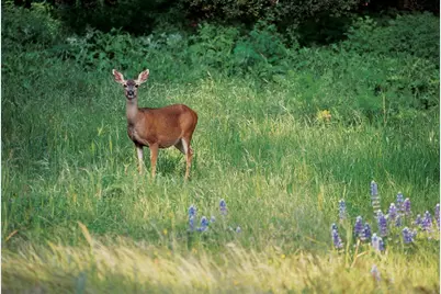 25825 Via Malpaso (Lot 68), Carmel, CA 93923 - Photo 11