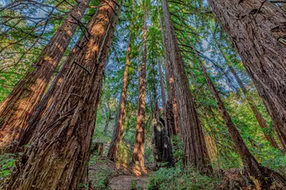 Adamo Ranch, Carmel Valley Rd, Carmel, CA 93923 - Photo 13