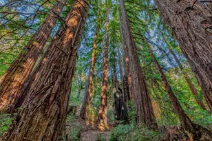 Adamo Ranch Carmel Valley Rd, Carmel, CA 93923 - Photo 13