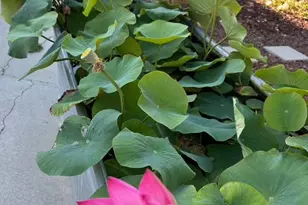 22720 Picador Dr, Salinas, CA 93908 - Photo 37