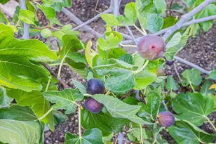 22720 Picador Dr, Salinas, CA 93908 - Photo 41