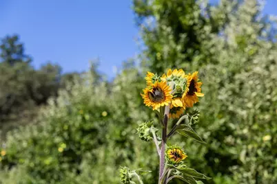 22163 Miller Ridge Rd, Los Gatos, CA 95033 - Photo 65