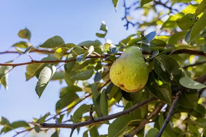 22163 Miller Ridge Rd, Los Gatos, CA 95033 - Photo 63