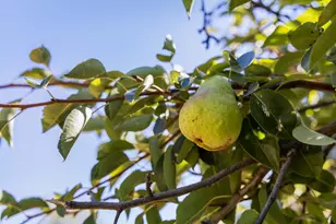 22163 Miller Ridge Rd, Los Gatos, CA 95033 - Photo 63